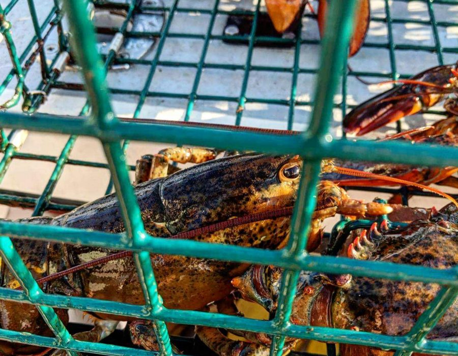 Maine lobster tour experience